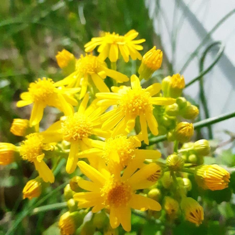 Senecione 4
