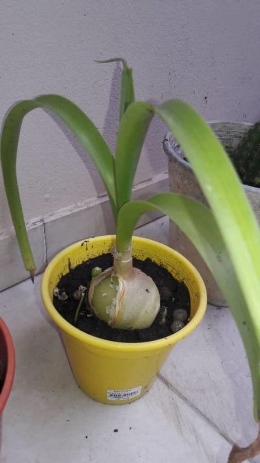 Albuca 17