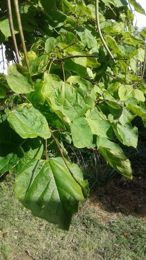 Catalpa comune 20
