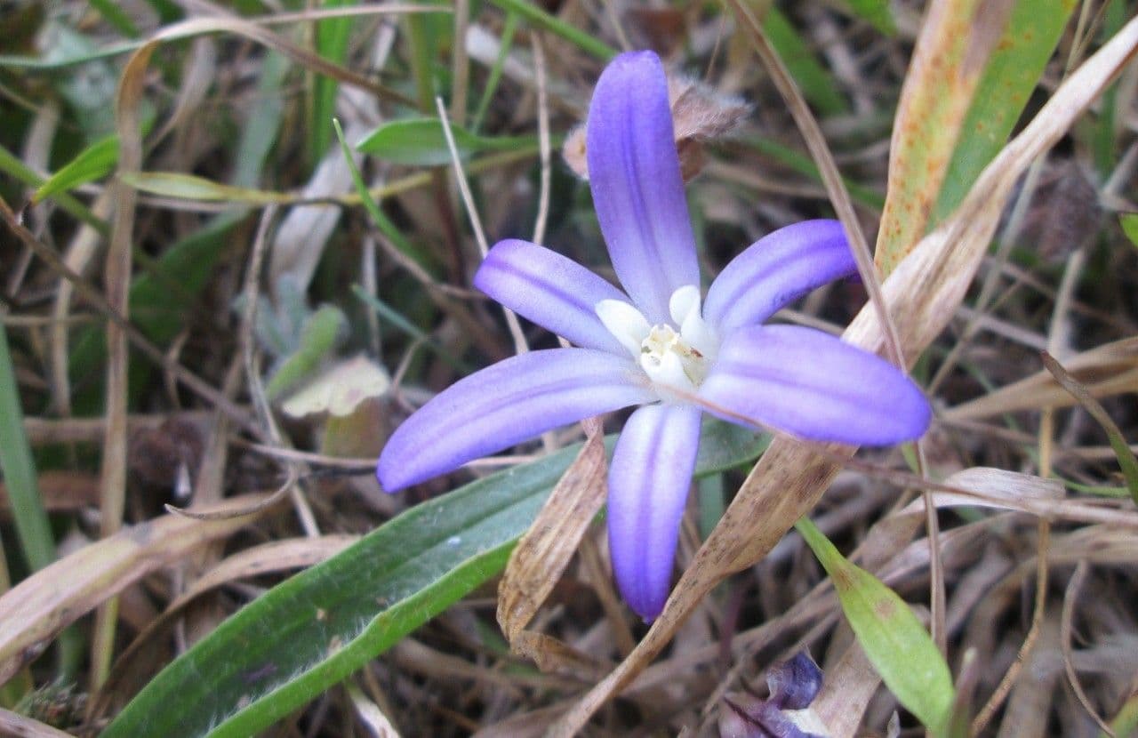 Brodiaea 3