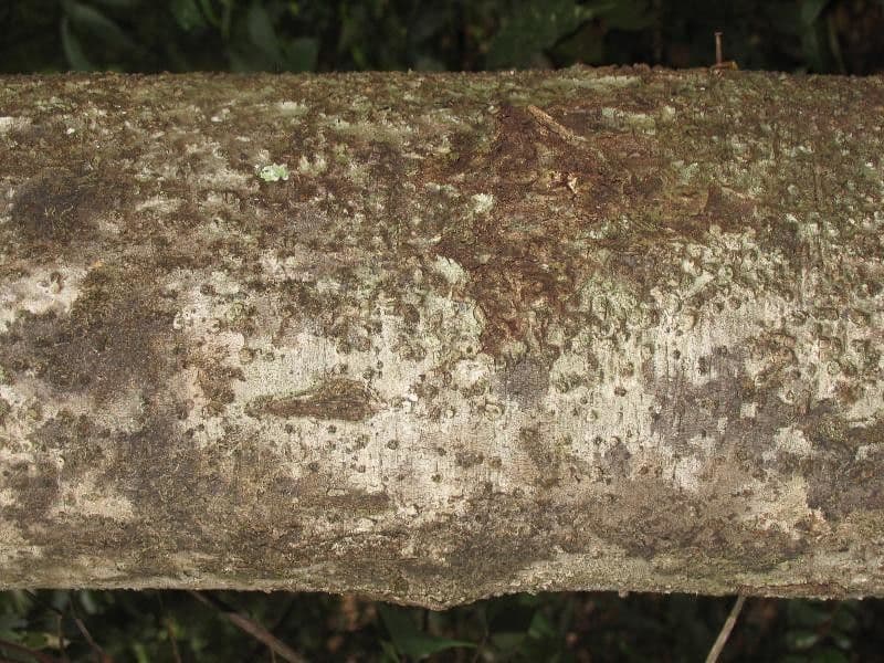 Rhodostemonodaphne 9