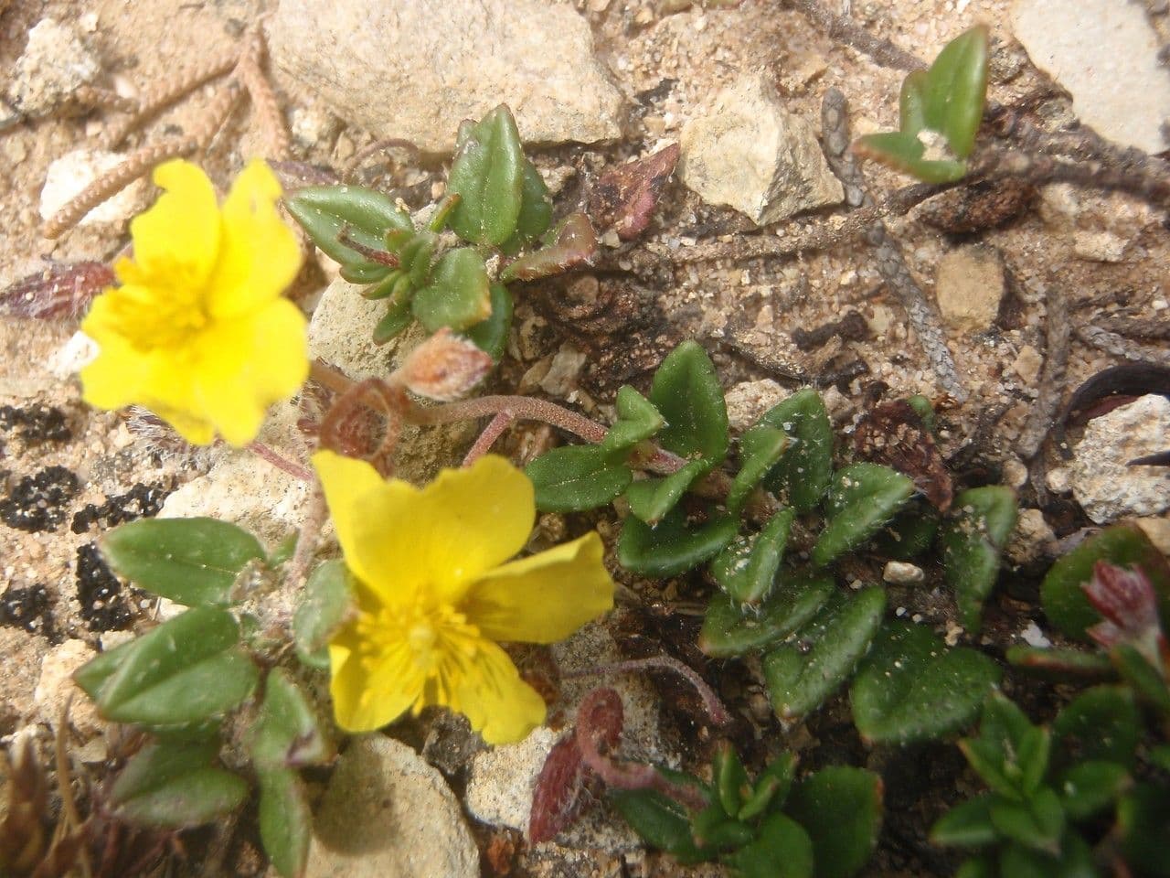 Eliantemo marittimo 3