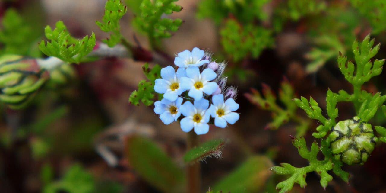 Miosotide incrassata