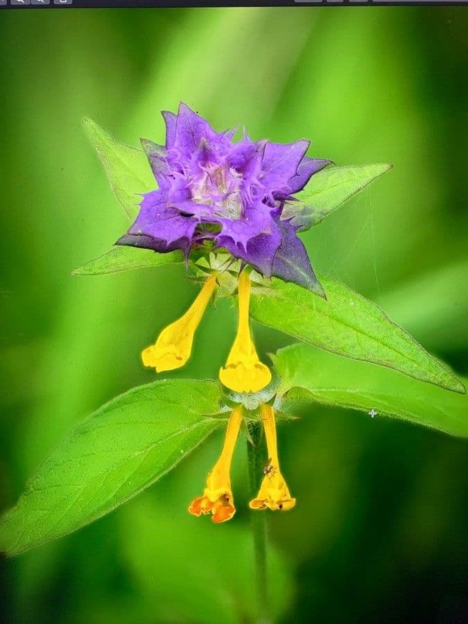 Geringblütigesella 5