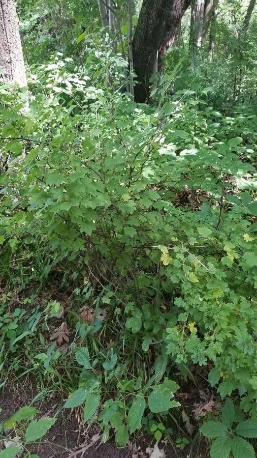 Ribes divaricato 8