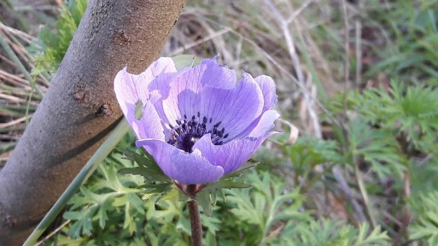 Kronen-Anemone 6