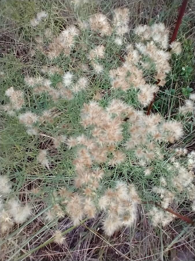 Brickellia eupatorioides 3