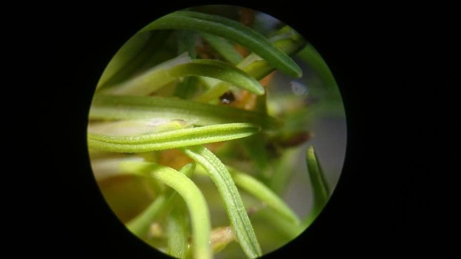 Mibora minima 17
