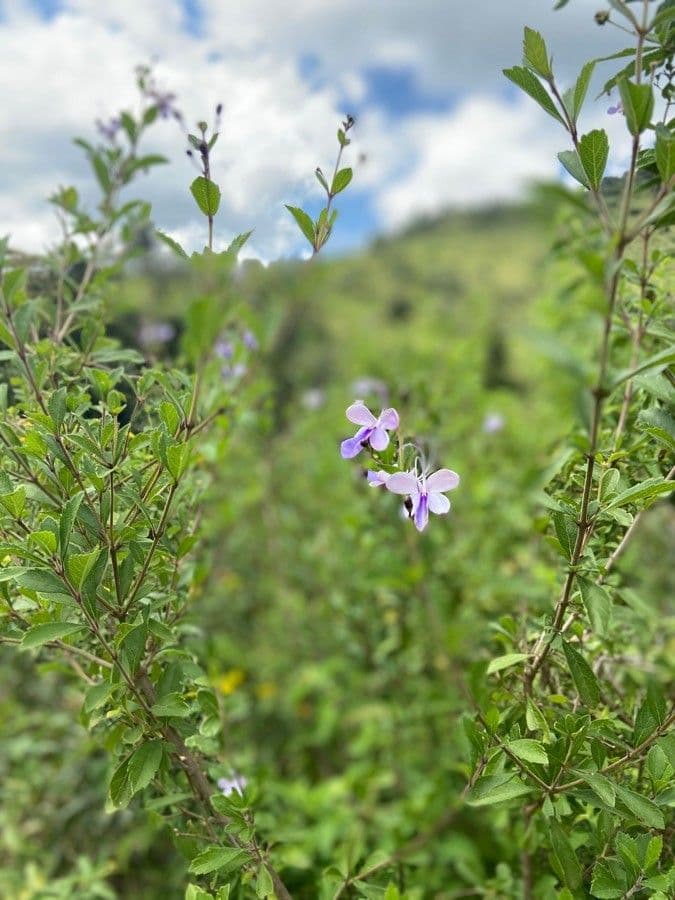 Lantana 11