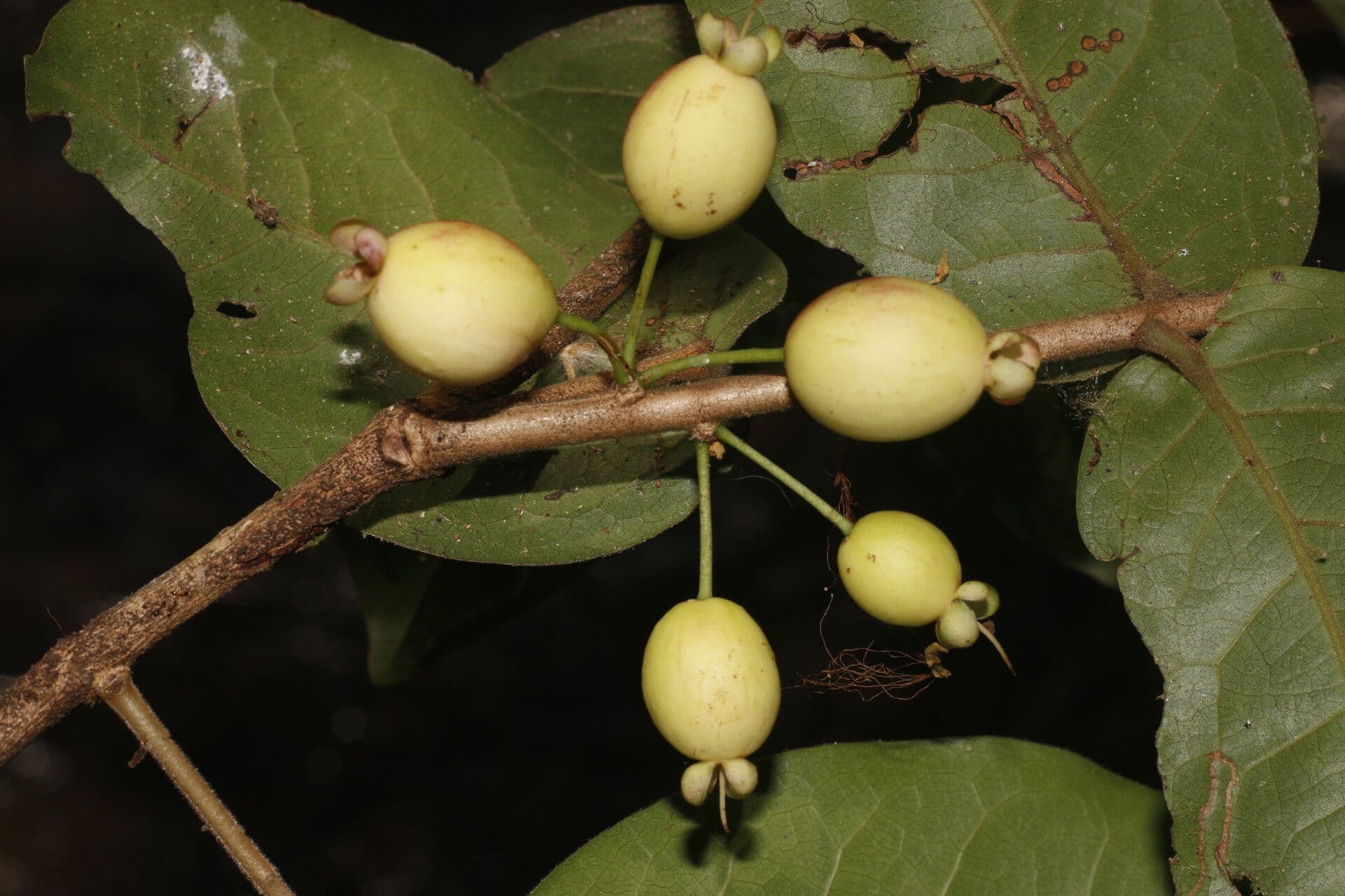 Eugenia 2