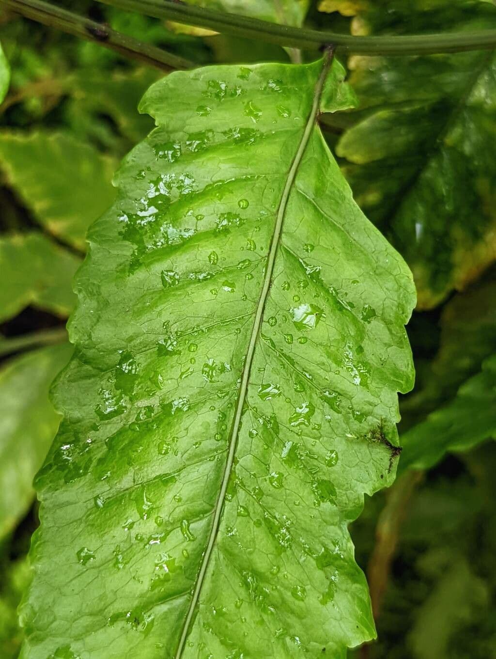 Bolbitis heteroclita 2