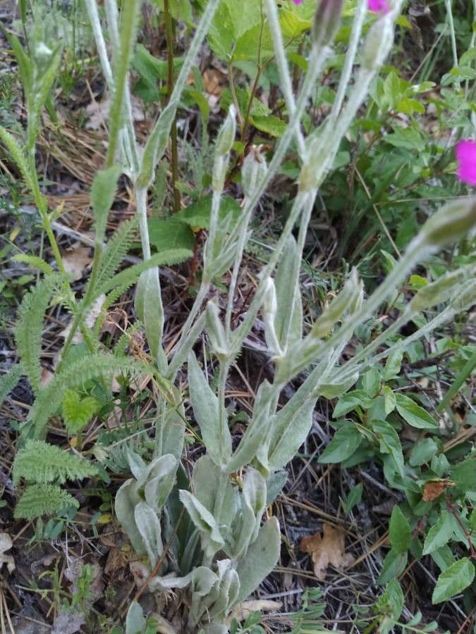 Silene 15