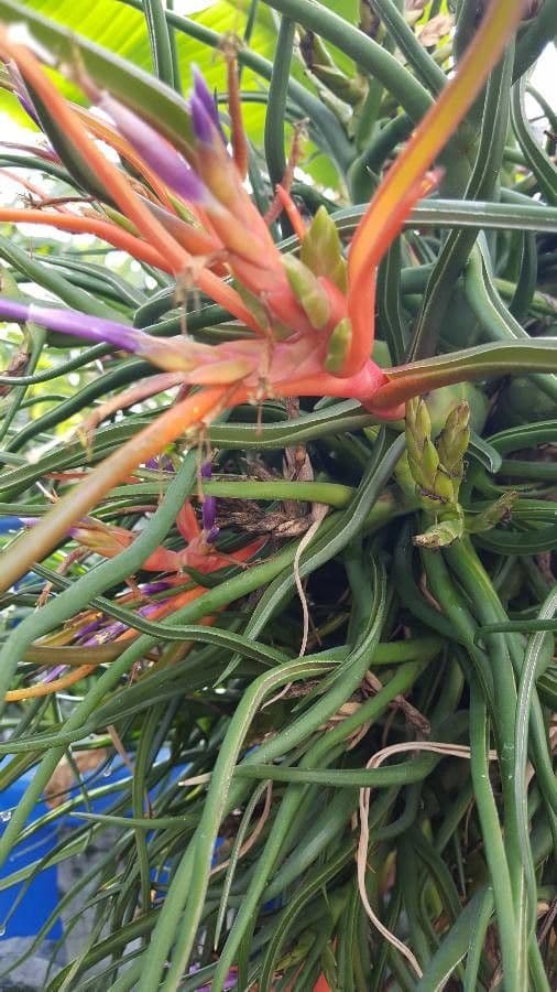 Tillandsia bulbosa 6