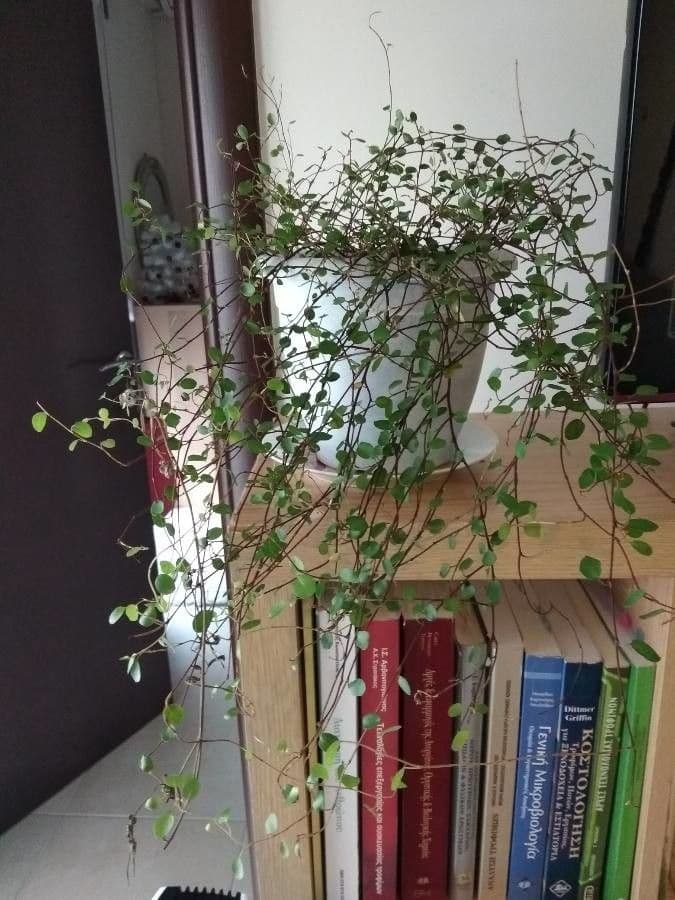 Muehlenbeckia complexa 24
