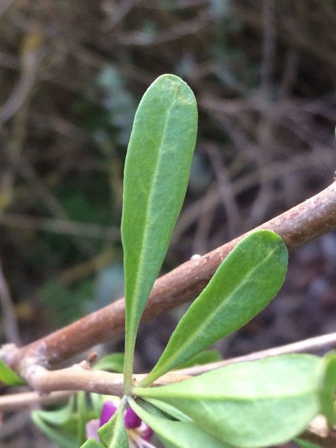 Licium europeo 19