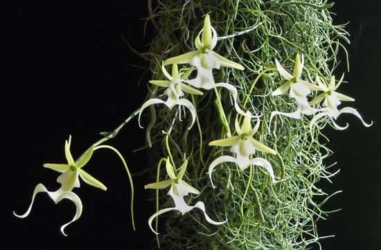Dendrophylax 3