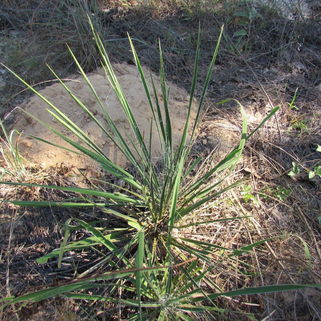 Yuca flaccida 8
