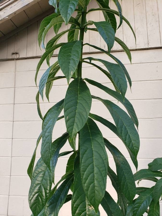 Clerodendrum indicum 18