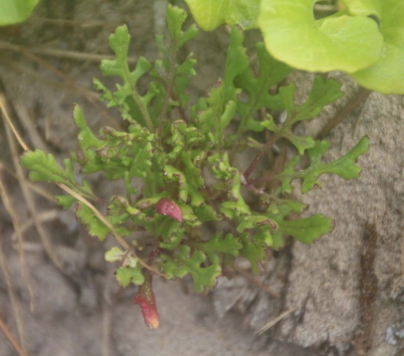 Senecio elegante 14