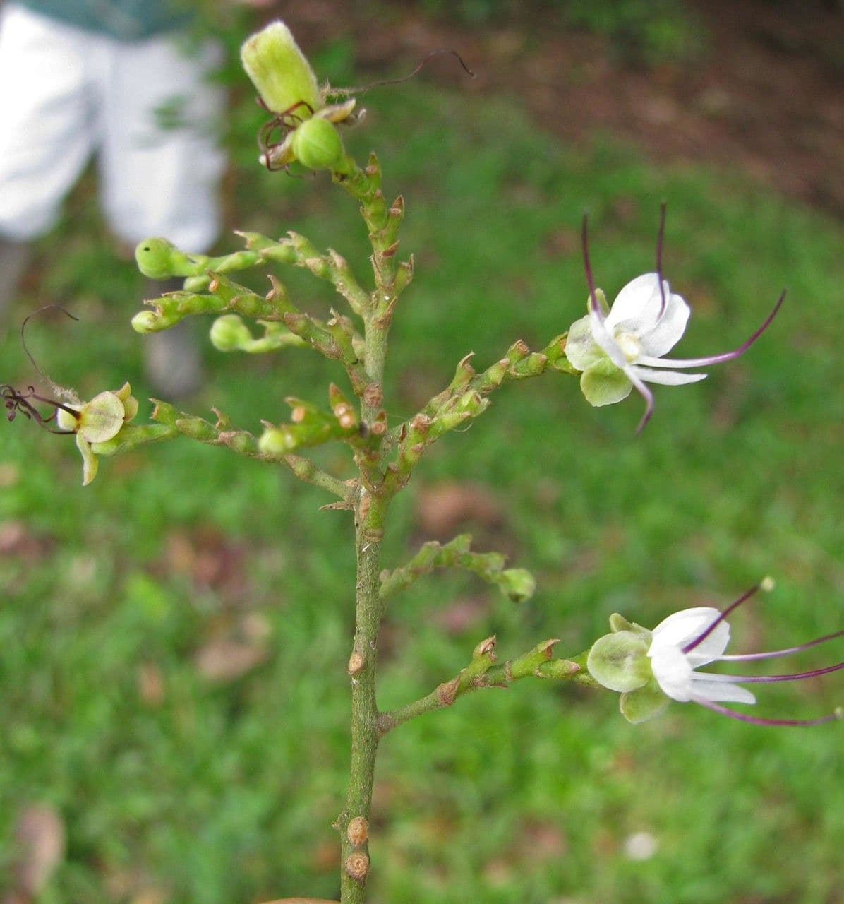 Hirtella triandra 22