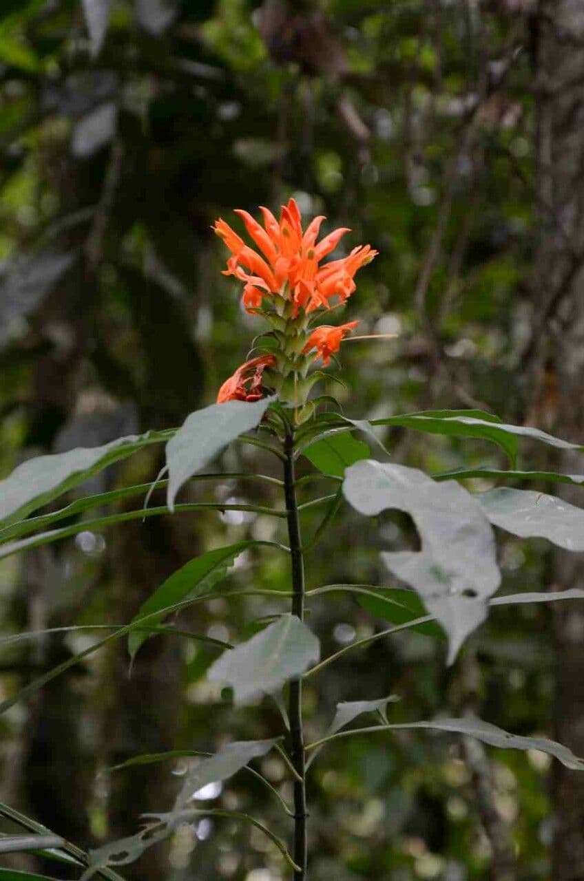 Aphelandra 3