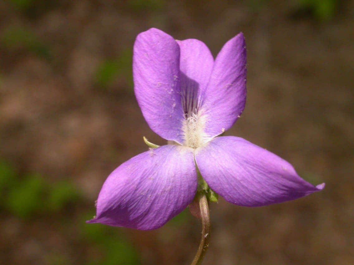 Viola precoce blu