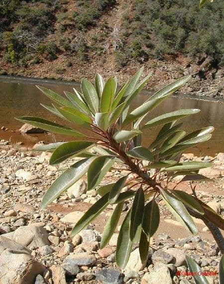 Xanthostemon 13