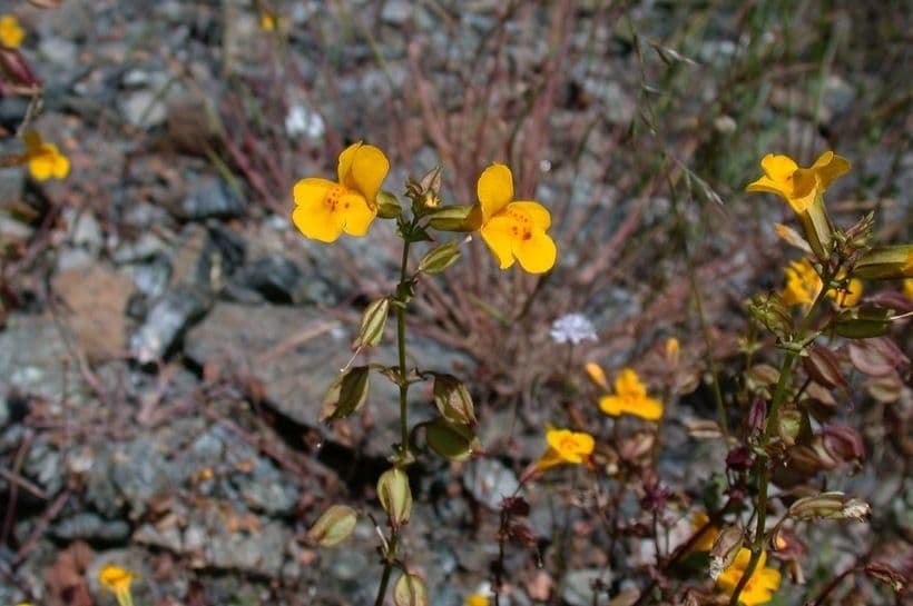 Eschscholzia 8