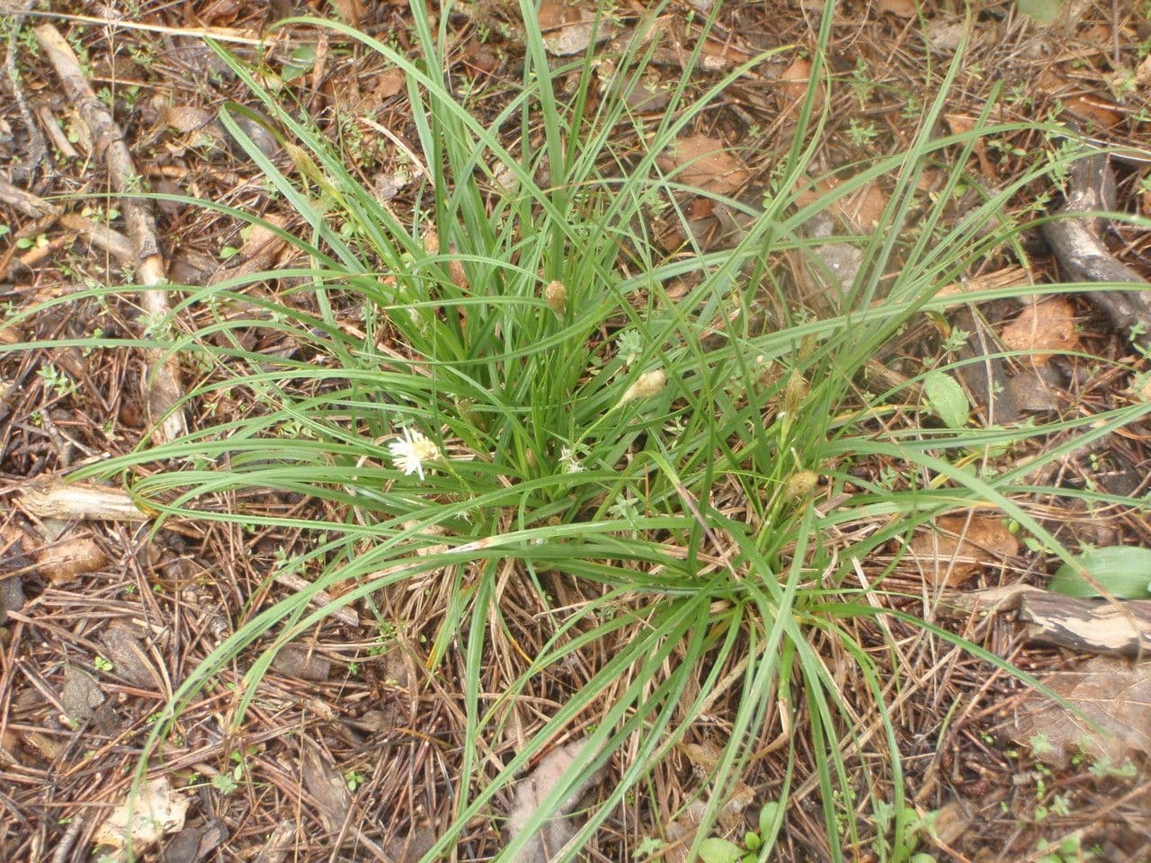 Dwarf sedge 11