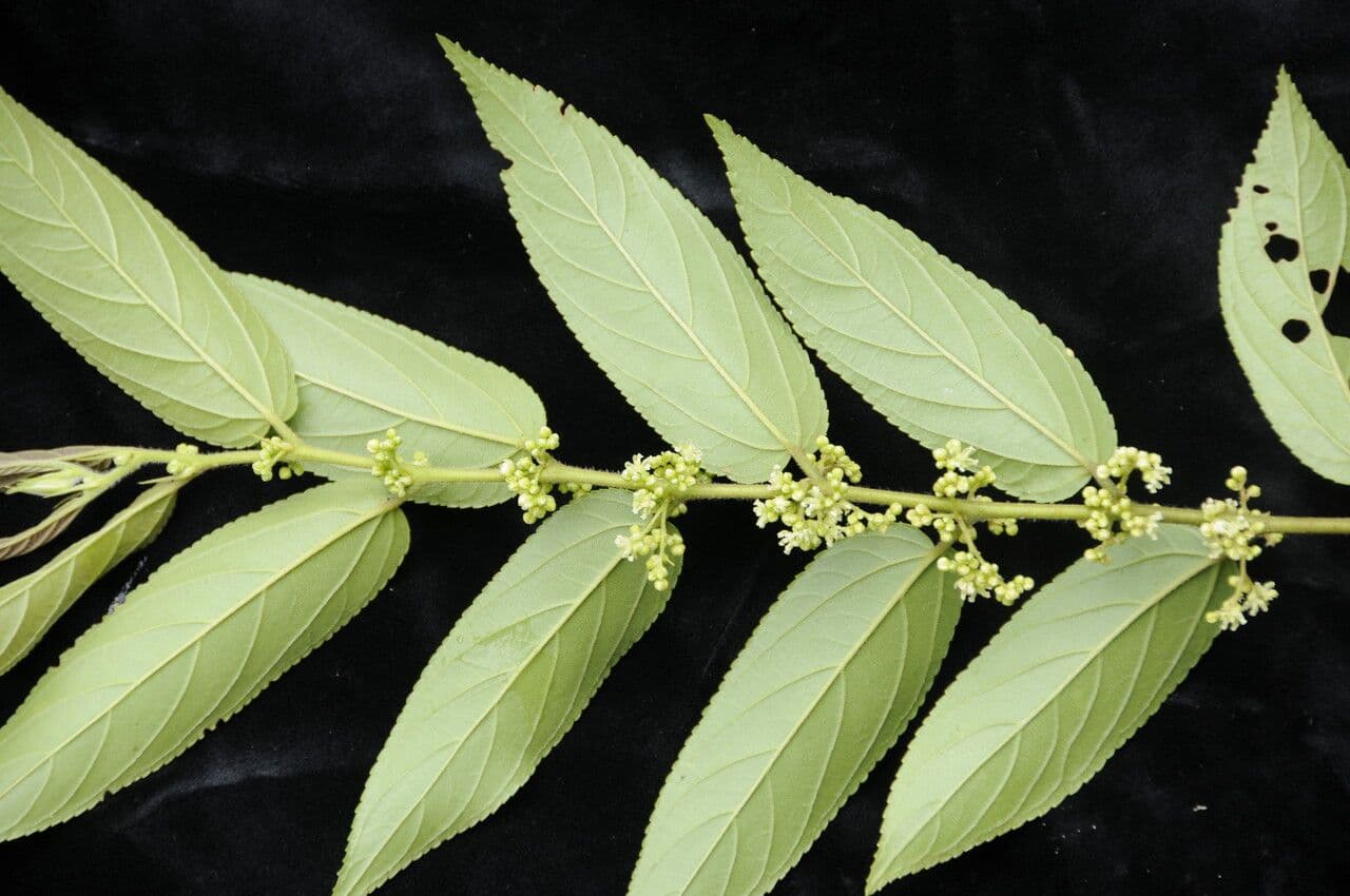 Trema canapa 6