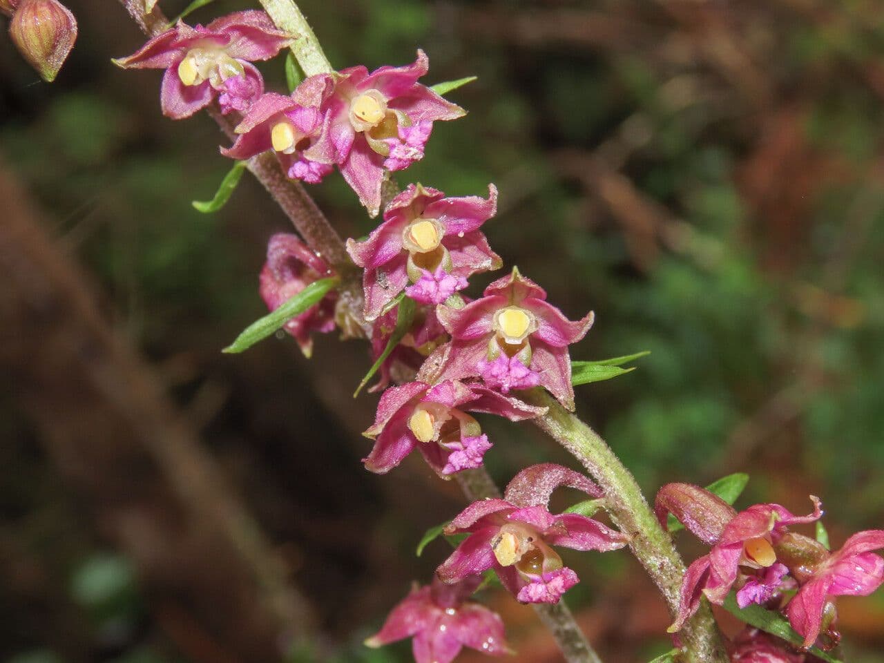 Elleborine violacea 7