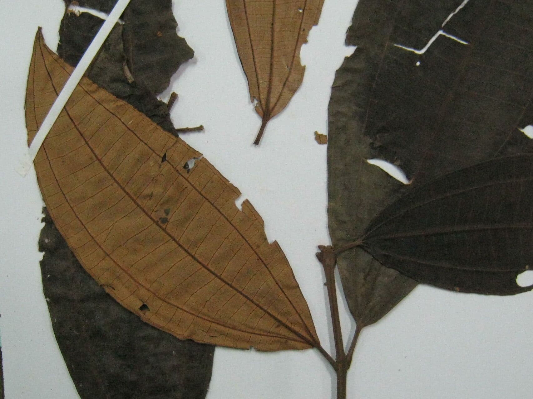 Miconia 3