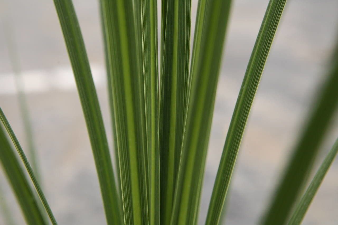 Cordyline 22