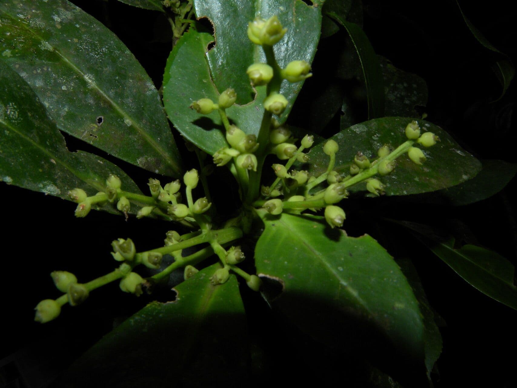 Bonpland-Hedyosmum 11