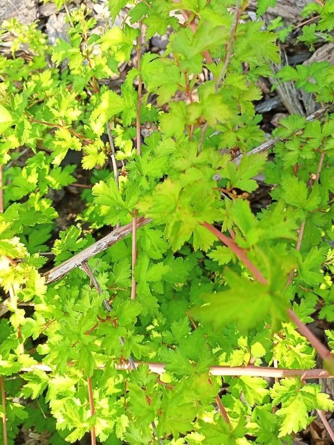 Neillia incisa 14
