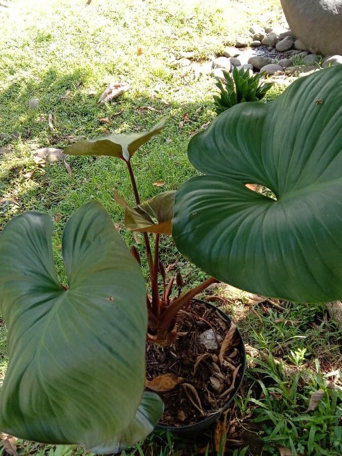 Homalomena