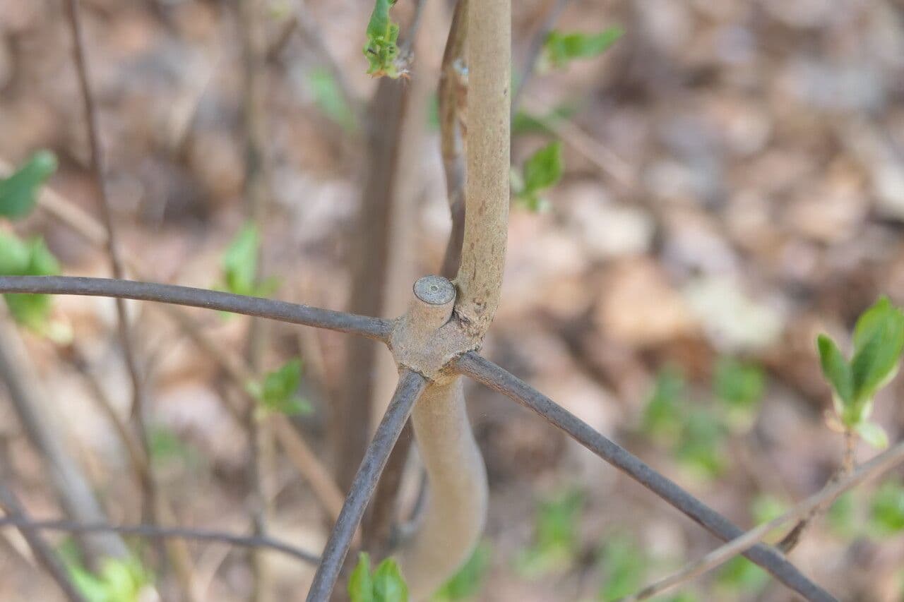 Enkianthus 3