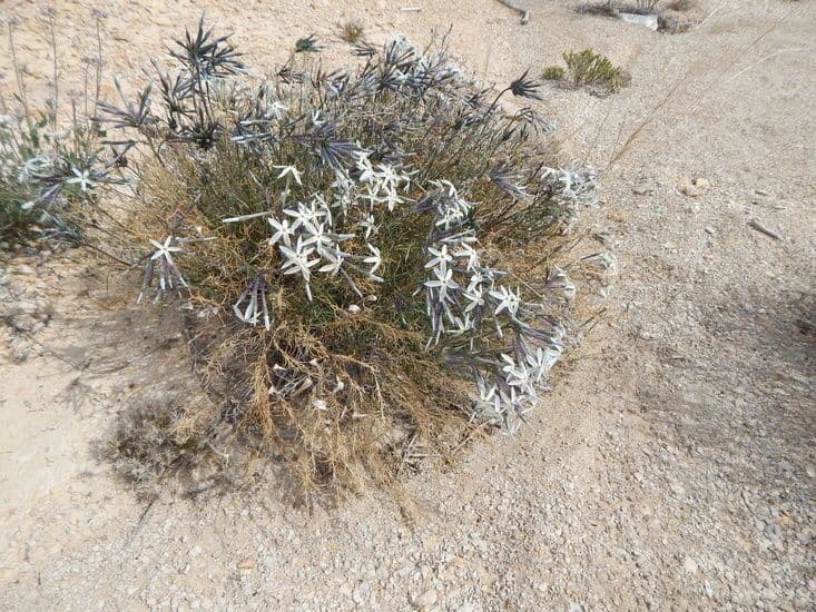 Amsonia 7