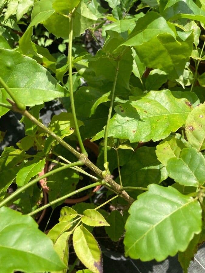 Handroanthus 5