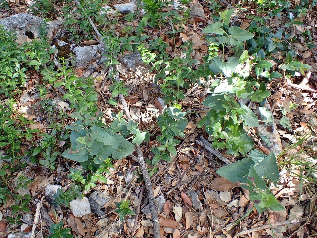 Podražec pistolochie 11