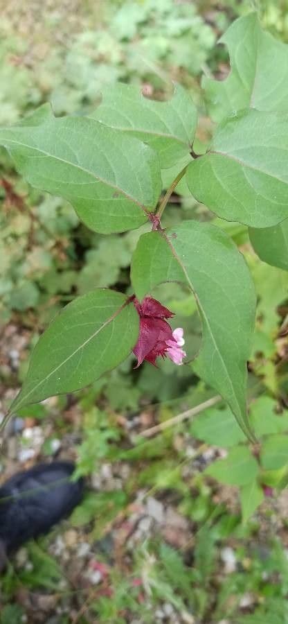 Leycesteria 19