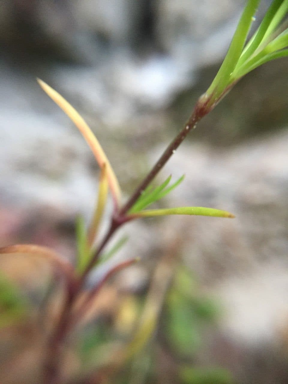 Minuartia ibrida 14