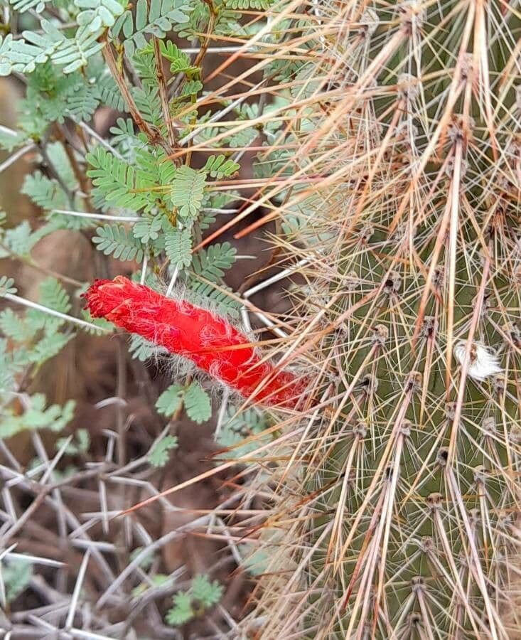 Cactus di Baumann 8