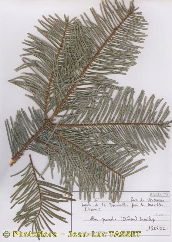 Sapin géant 19