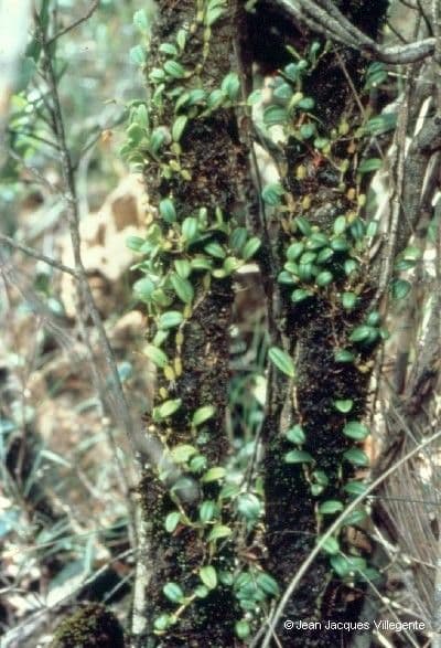 Bulbophyllum 9