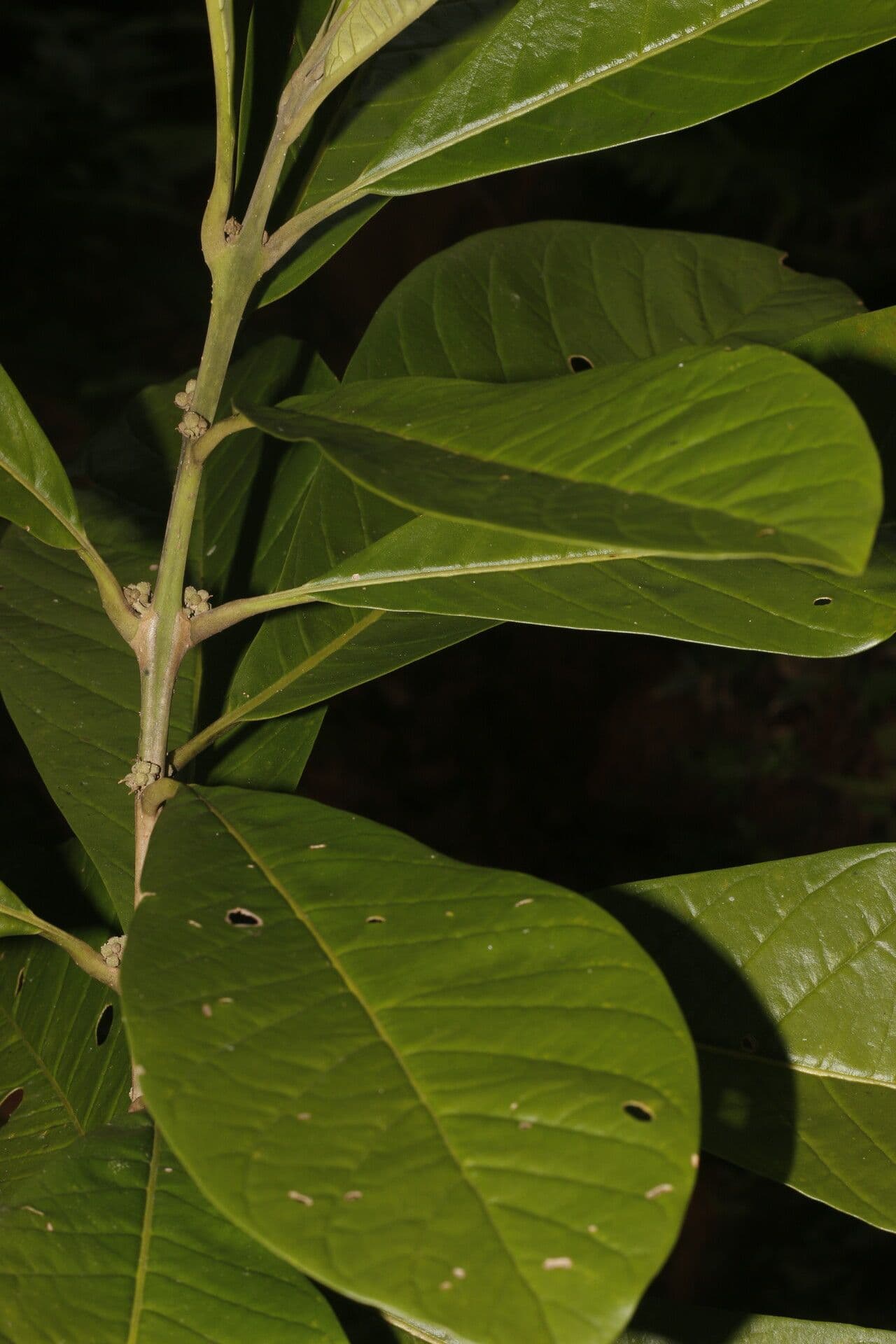 Aegiphila 8