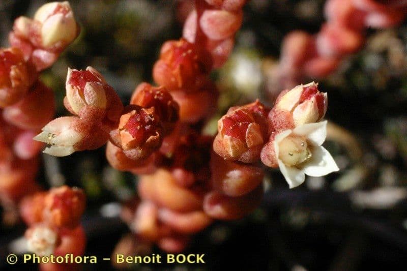 Borracina di Anjou