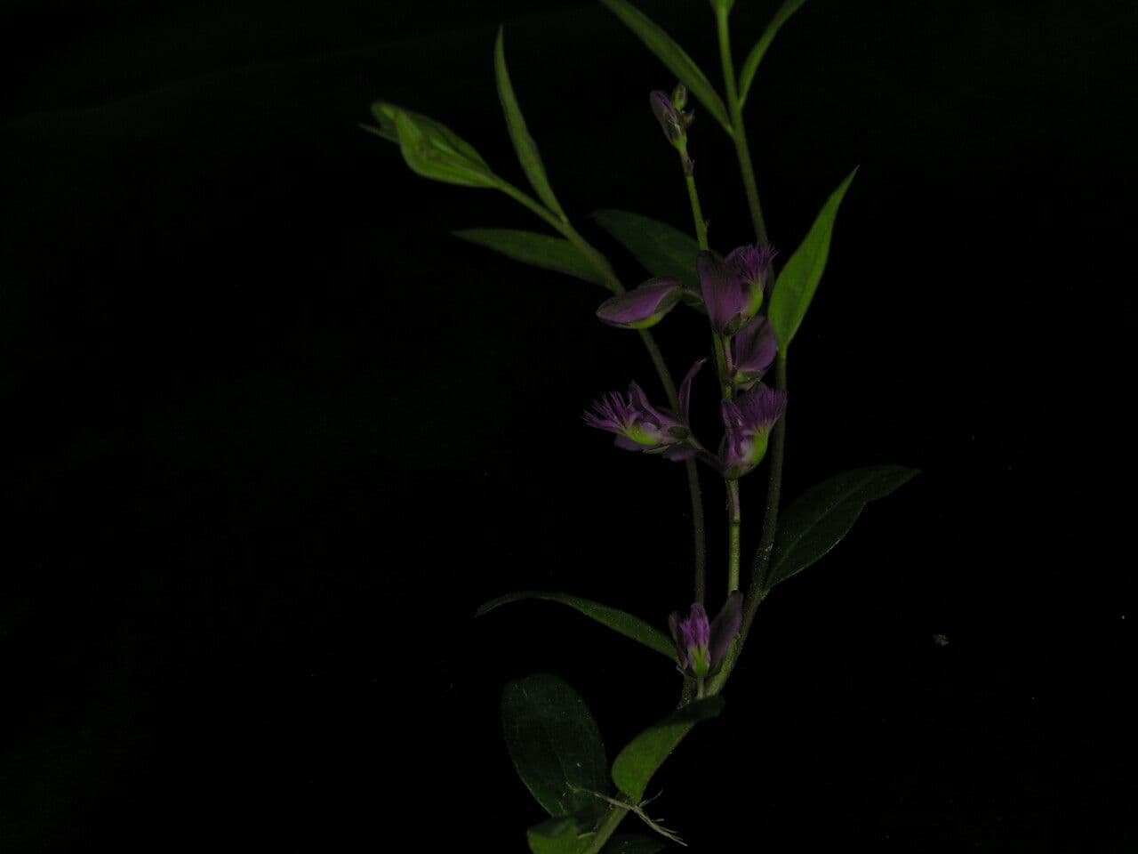 Poligala siberiana