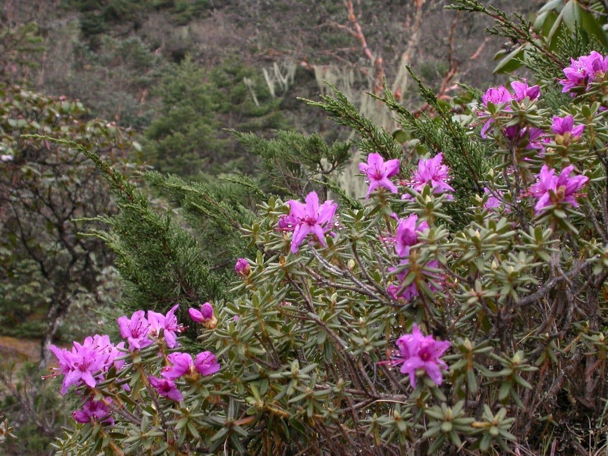 Rododendro setoso 8