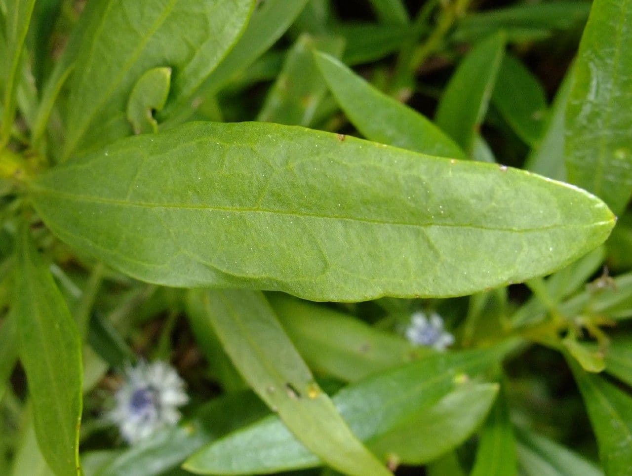 Globularia salicina 15